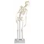 Erler Zimmer Anatomisch Skelet "Paul", met beweegbare wervelkolom - 80cm