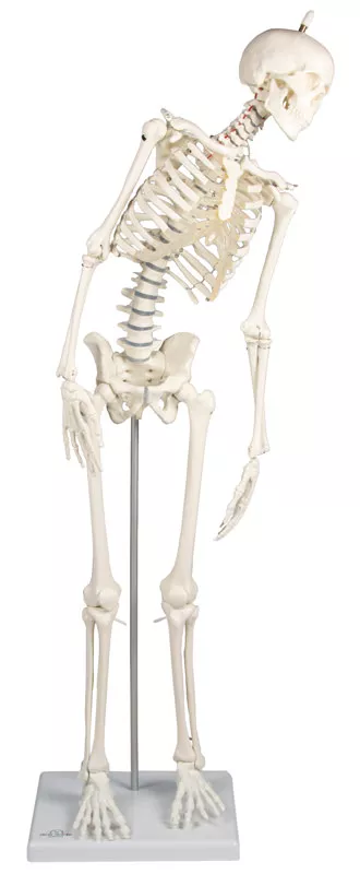 Flexible Human Skeleton Fred, with wire mounted feet and hand A15 l