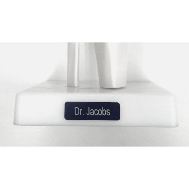 Anatomisch model van de Schouder, ware grootte - Budget model