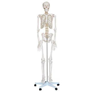 Anatomisch Skelet | 180cm | beweegbare en afneembare ledematen | Budget model