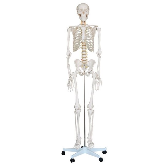 Anatomisch Skelet | 180cm | met beweegbare en afneembare ledematen | Budget model