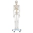 Anatomisch Skelet | 180cm | met beweegbare en afneembare ledematen | Budget model