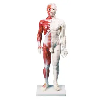 Acupunctuur en spiermodel Man 60cm
