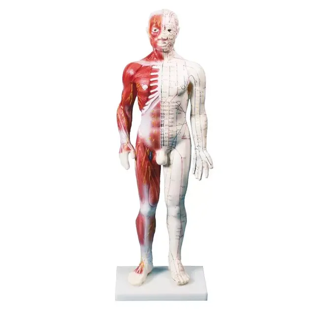 Acupunctuur en spiermodel Man 60cm