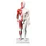 Acupunctuur en spiermodel Man 60cm