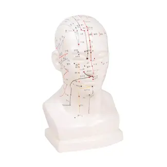 Acupunctuur model van het Hoofd