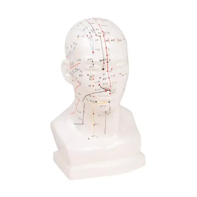 Acupunctuur model van het Hoofd