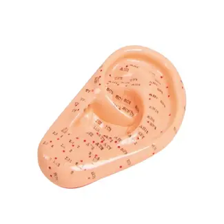 Acupunctuur model van het Oor - 22cm