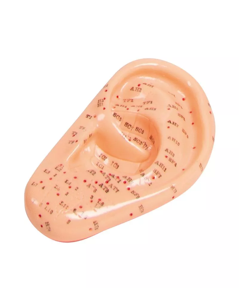 Acupunctuur model van het Oor - 22cm