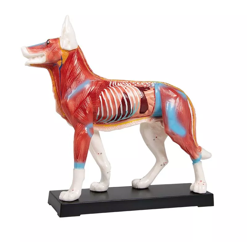 Acupunctuur model van een Hond - 30cm, foto 2 van 3