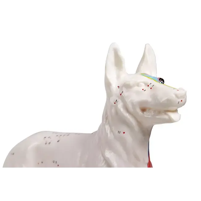 Acupunctuur model van een Hond - 30cm