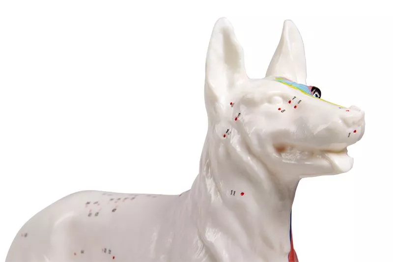 Acupunctuur model van een Hond - 30cm, foto 3 van 3