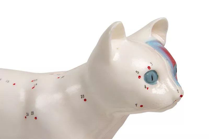 Acupunctuur model van een kat - 19cm, foto 3 van 3