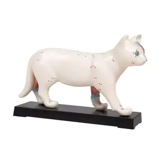 Acupunctuur model van een kat - 19cm