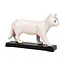 Acupunctuur model van een kat - 19cm