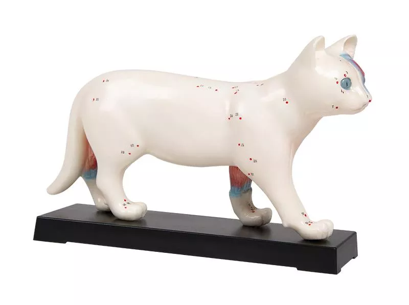 Acupunctuur model van een kat - 19cm