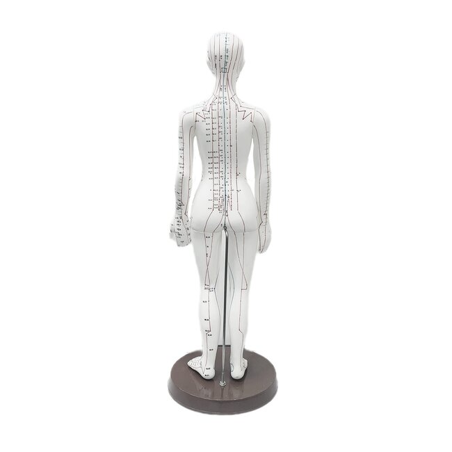 Acupunctuur model vrouwelijk - 48 cm