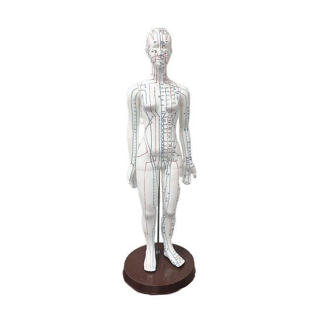 Acupunctuur model vrouwelijk - 48 cm