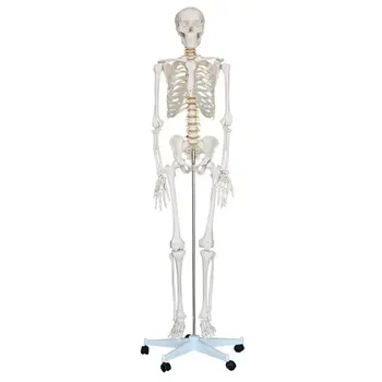 Anatomie