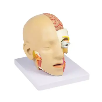 Hoofd