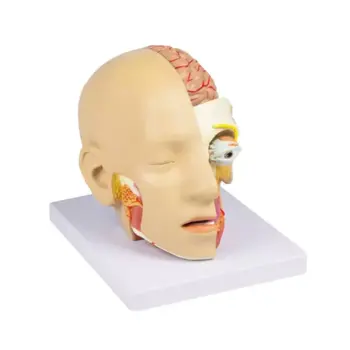 Hoofd