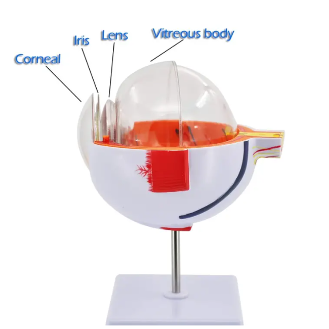Anatomisch model van het Oog 6 x vergroot