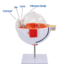 Anatomisch model van het Oog 6 x vergroot
