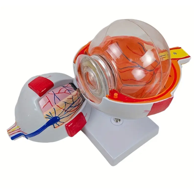 Anatomisch model van het Oog 6 x vergroot - Budget model