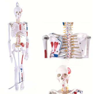 Anatomisch Skelet Model Hangend | 88 cm | met spieraanhechtingen