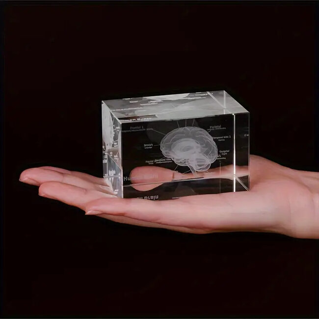 3D model van de menselijke hersenen met benaming - in glazen blok