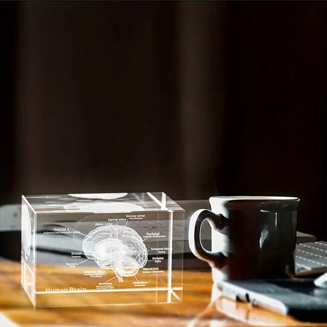 3D model van de menselijke hersenen met benaming - in glazen blok