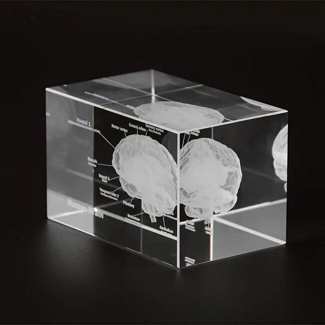 3D model van de menselijke hersenen met benaming - in glazen blok