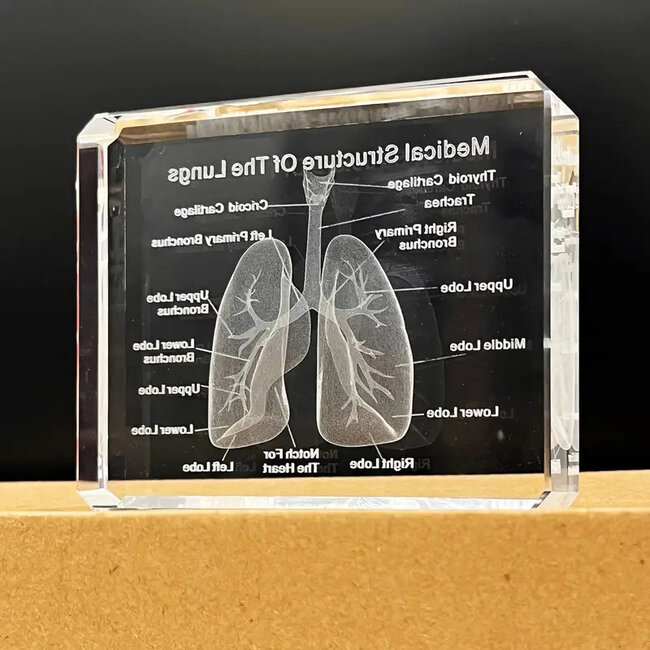 3D model van de menselijke longen met benaming - in glazen blok