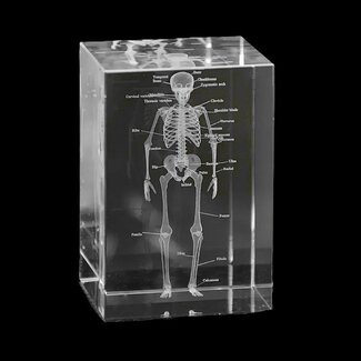 3D model van het menselijk skelet in glazen blok - met benamingen