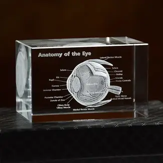 3D Anatomie Model van het Oog - met benamingen