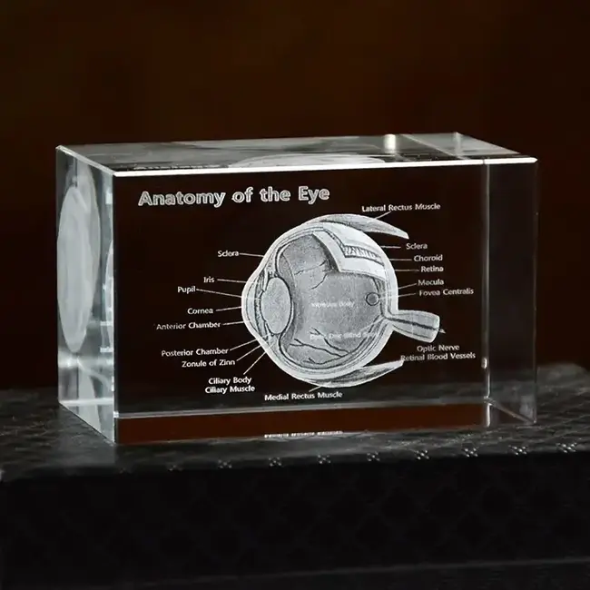3D Anatomie Model van het Oog - met benamingen