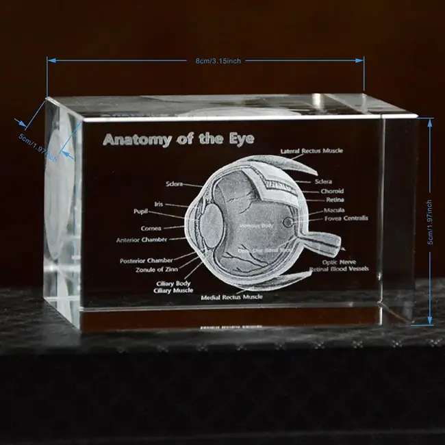 3D Anatomie Model van het Oog - met benamingen