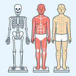 Anatomie