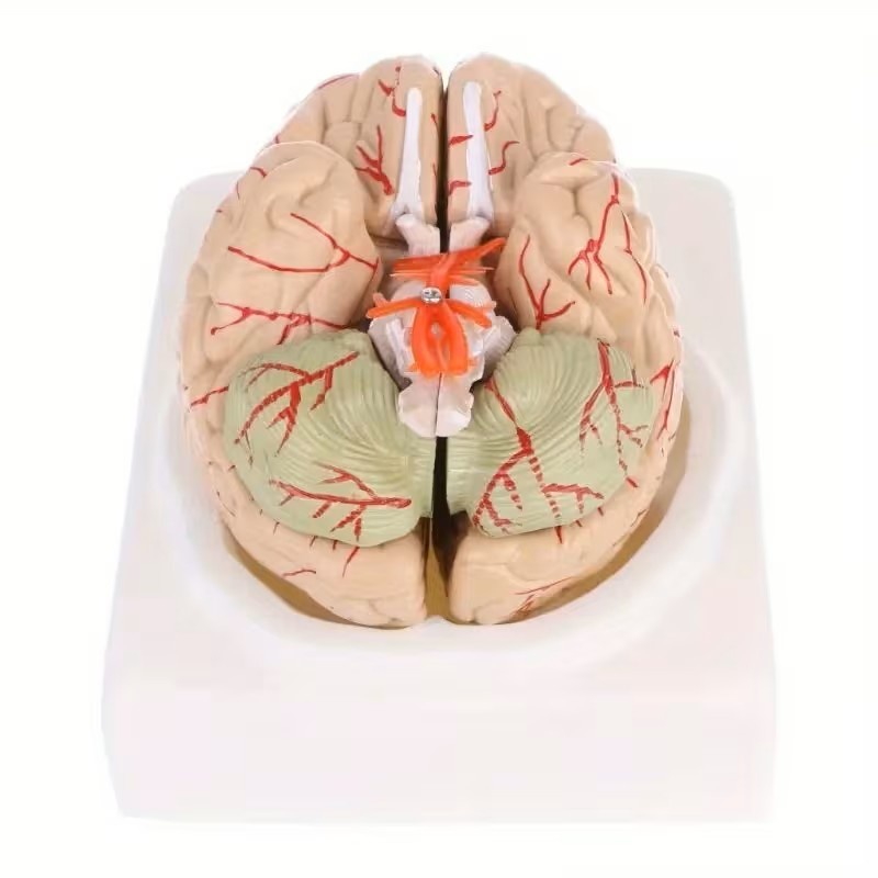 Anatomisch model van de Hersenen, 8 delig - met bloedvaten, foto 2 van 6