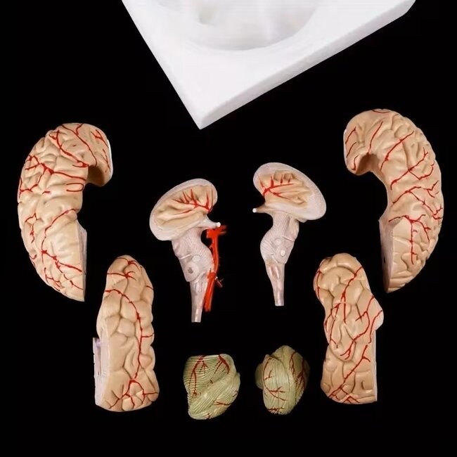 Anatomisch model van de Hersenen, 8 delig - met bloedvaten - ware grootte