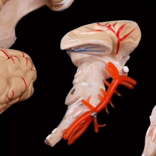 Anatomisch model van de Hersenen, 8 delig - met bloedvaten - ware grootte
