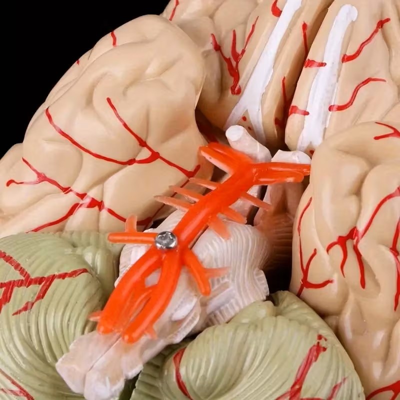 Anatomisch model van de Hersenen, 8 delig - met bloedvaten, foto 4 van 6
