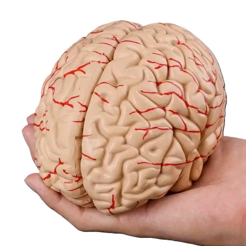 Anatomisch model van de Hersenen, 8 delig - met bloedvaten, foto 3 van 6