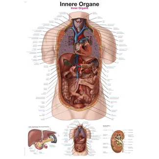 Erler Zimmer Anatomische Poster – Inwendige Organen (Duits / Engels / Latijn) – 70 × 100 cm