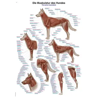 Erler Zimmer Anatomische Poster – Spierstelsel van de Hond (Duits / Engels / Latijn) – 70 × 100 cm