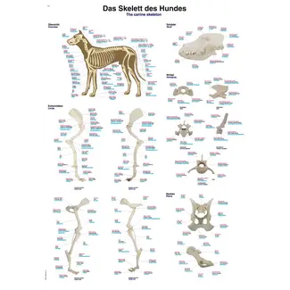 Erler Zimmer Anatomische Poster – Skelet van de Hond (Duits / Engels / Latijn) – 70 × 100 cm