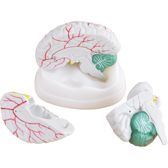 hersenmodel 3-delig - Cerebellum - met bloedvaten