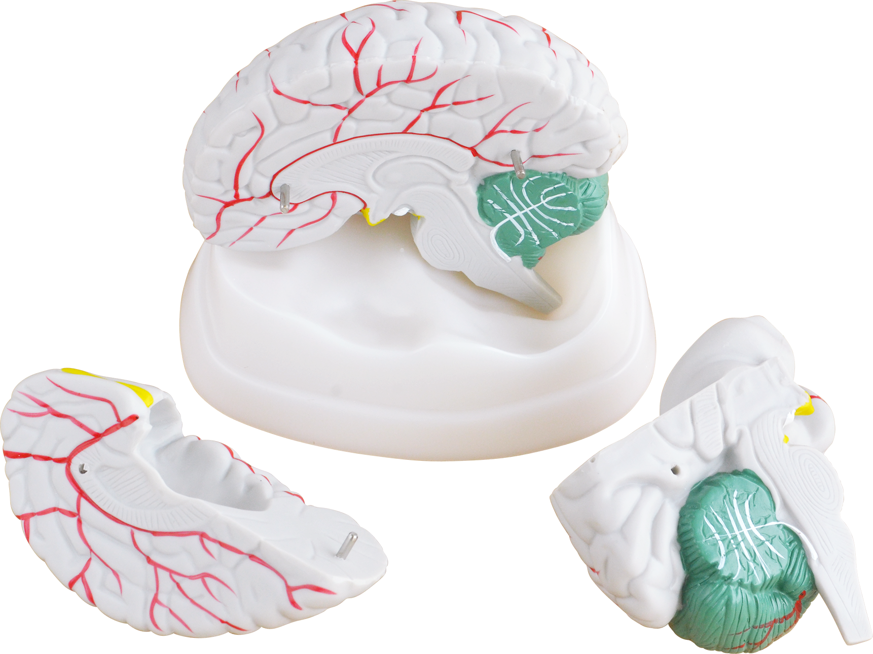 hersenmodel 3-delig - Cerebellum - met bloedvaten, foto 2 van 2