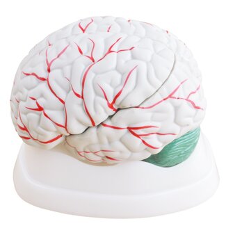 Hersenmodel 3-delig - Cerebellum - met bloedvaten