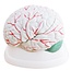 hersenmodel 3-delig - Cerebellum - met bloedvaten